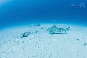 Bullshark in the sand, Playa del Carmen México by Alejandro Topete 